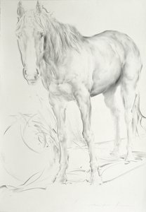 Horse at Coolmore, 1990 by Antonio Ciccone