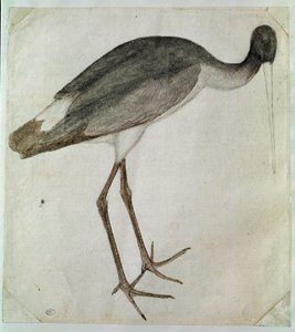 A black stork standing, facing to the right by Antonio Pisanello