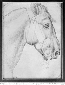 Head of a Horse, from the The Vallardi Album by Antonio Pisanello