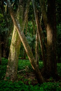 Afternoon, Tijuca Forest, Brazil, 2022