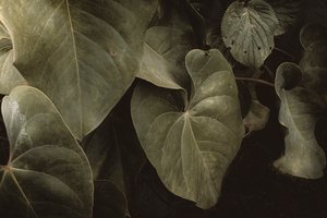 Anthurium Andraeanum, XVI e, Petrópolis, Rio de Janeiro, Brazil, 2025