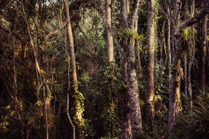 Rain Forest IV, 2021 by Antonio Schubert