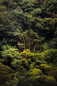 Rain Forest IX, 2018 by Antonio Schubert