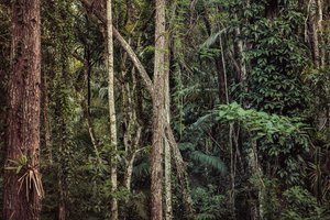 Rain Forest V, 2021 by Antonio Schubert