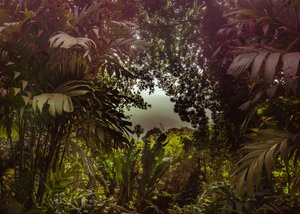 Tijuca Forest XXXVII, 2024 by Antonio Schubert