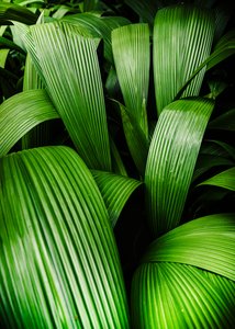 Tropical gardens, 2023