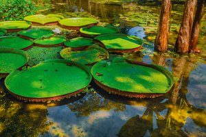 Victoria Amazonica