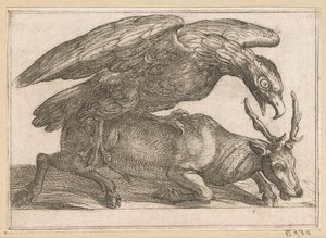 A Large Bird Attacks a Deer