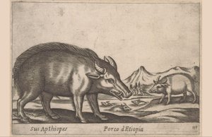 Ethiopian Pig (Sus Apthiopes / Porco d