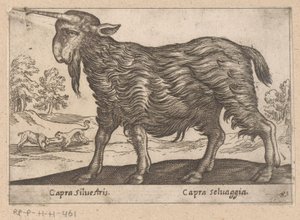 Goat with One Horn (Capra Silvestris/Capra Selvaggia) by Antonio Tempesta