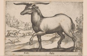 Horse with Horns (Eale, Animals and Fabulous Creatures, Nova raccolta de li animali piu curiosi del mondo) by Antonio Tempesta