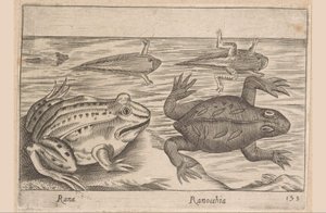 Five Stages of a Frog (Animals and Fabulous Creatures, Nova raccolta de li animali piu curiosi del mondo)
