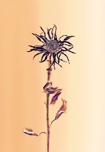 Ancient Flower -Apricot, 2025 by Antonius Antonius