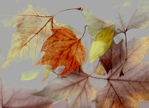 Autumn by Antonius Antonius