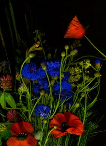 Bouquet Original, 2025 by Antonius Antonius