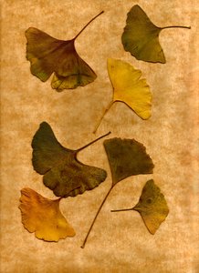 Ginkgo 2 by Antonius Antonius