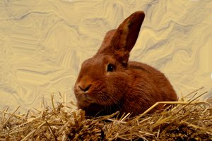 Hare by Antonius Antonius