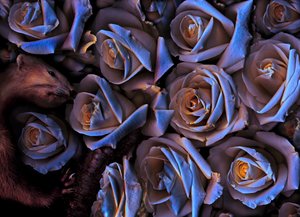 Magic Garden No.31-2, 2019