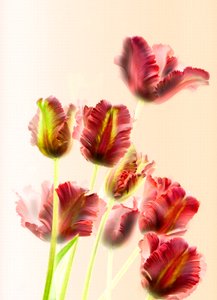 Tulips 13 by Antonius Antonius