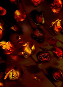 EarthArt Roses, 2008