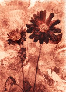 Mono Flower by Antonius Antonius