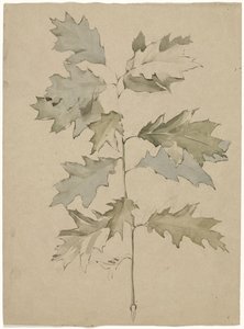 Oak Branch with Foliage