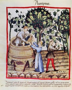 The Grape Harvest from Tacuinum Sanitatis by Arabic School