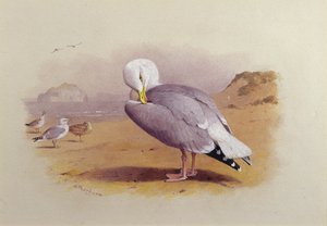 A Herring Gull on a Beach with the Bass Rock Beyond