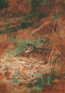 A Woodcock and Chick in Undergrowth
