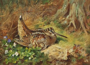 A Woodcock and Chicks