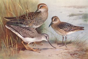 American Pectoral Sandpiper, Broad-Billed Sandpiper, Terek Sandpiper