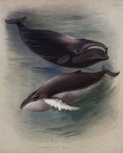 Atlantic Right Whale, Humpbacked Whale