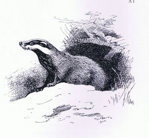 Badger, pub. by Book Club Associates