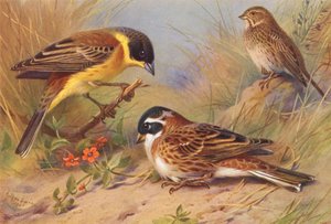 Black-Headed Bunting, Corn-Bunting, Rustic Bunting by Archibald Thorburn