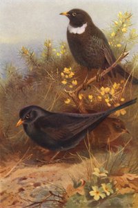 Black Bird (male and female), Ring-Ouzel by Archibald Thorburn