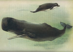 Bottle Nosed Whale and Sperm Whale, from Thorburn