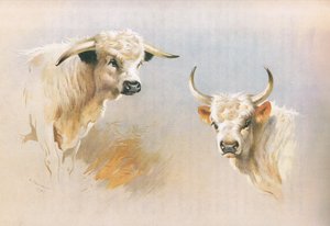 Chartley Bull and Chillingham Bull, from Thorburn