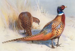 Chinese Ring-Necked Pheasant (male and female)