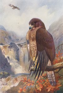 Common Buzzard by Archibald Thorburn