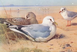 Common Gull (adult and young), Black-Headed Gull (winter) by Archibald Thorburn