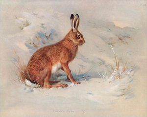 Common Hare
