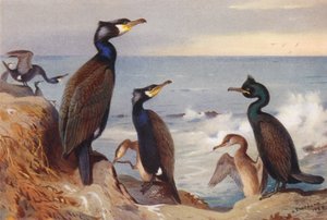 Cormorant (adult and immature), Shag (adult and immature) by Archibald Thorburn