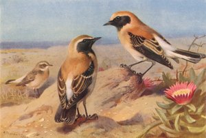 Eastern Pied Wheatear (female), Black-Throated Wheatear, Desert-Wheatear
