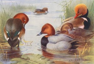 Ferruginous Duck (male and female), Common Pochard (male and female), Red-Crested Pochard by Archibald Thorburn