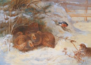 Frosty Morning, Pheasant in Winter