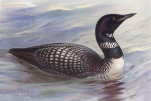 Great Northern Diver by Archibald Thorburn
