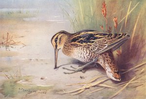 Great Snipe