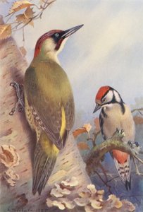 Green Woodpecker, Great Spotted Woodpecker (immature)