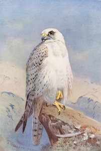 Greenland Falcon