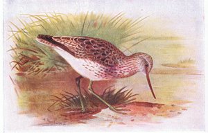 Greenshank, from Birds of the British Isles and Their Eggs